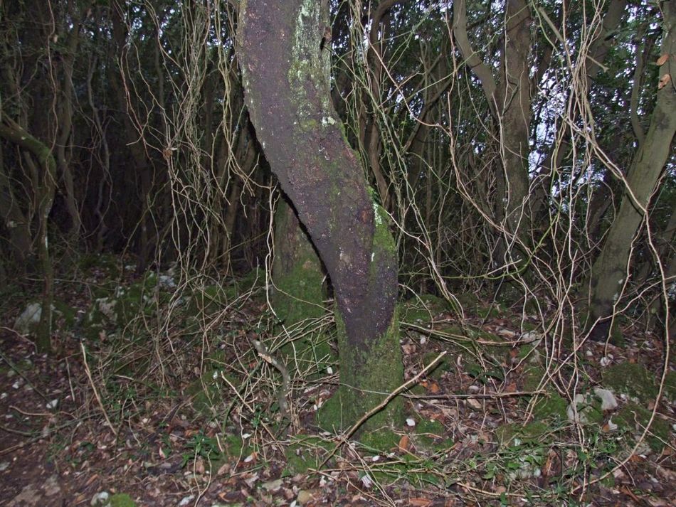 Foto de Santoña (Cantabria), España