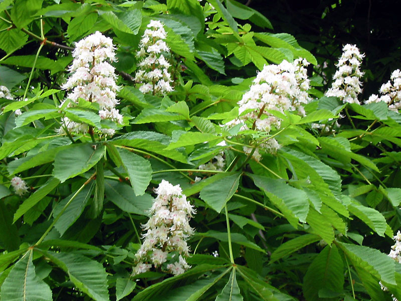 Foto de Oviedo (Asturias), España