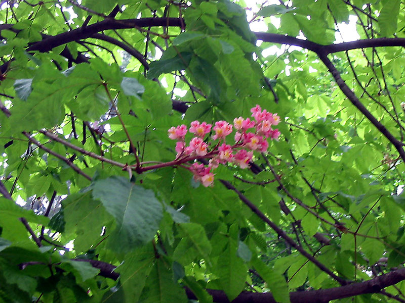 Foto de Oviedo (Asturias), España