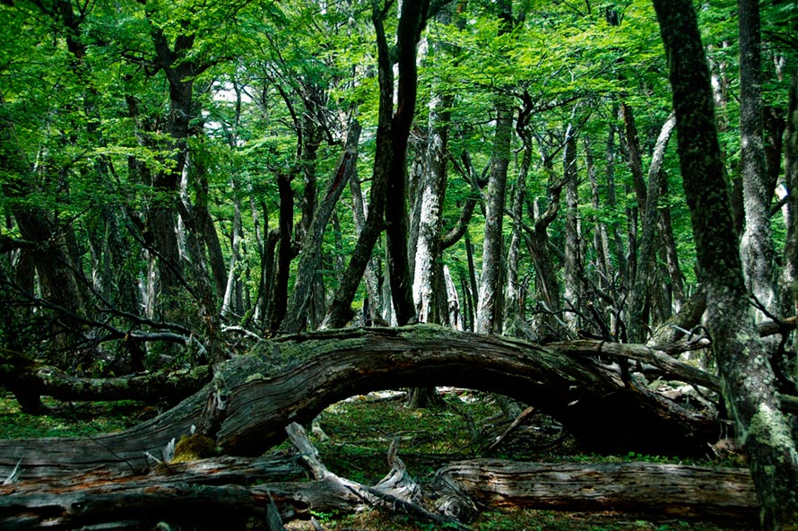 Foto de El Calafate, Argentina