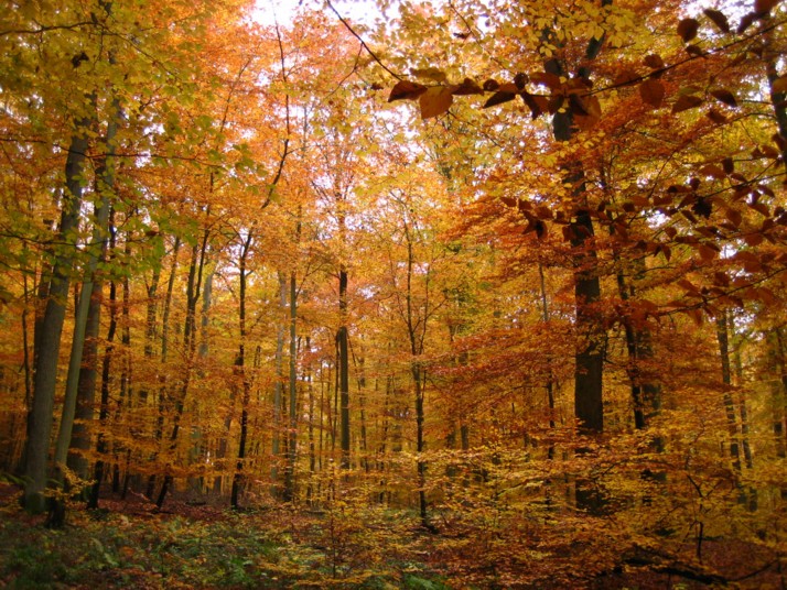 Foto de Traben-Trarbach, Alemania