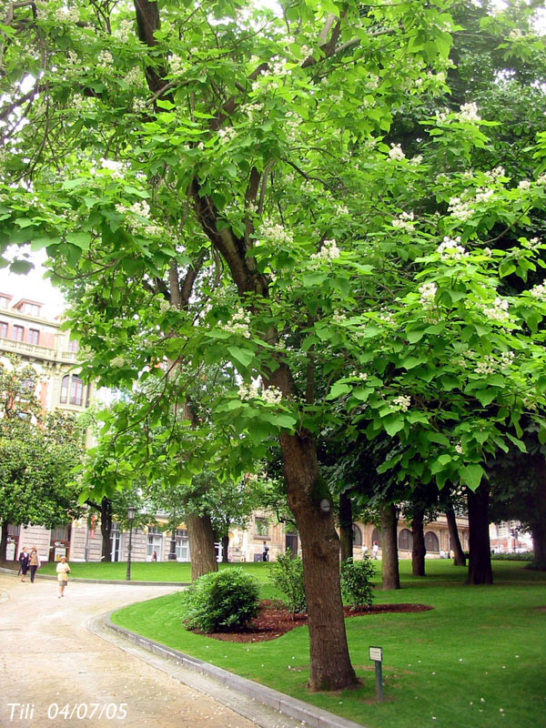 Foto de Oviedo (Asturias), España
