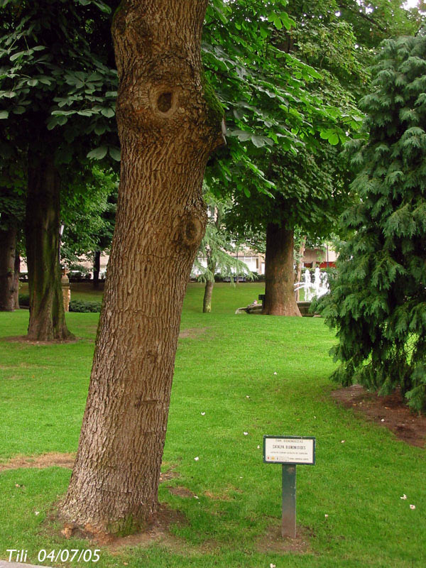 Foto de Oviedo (Asturias), España