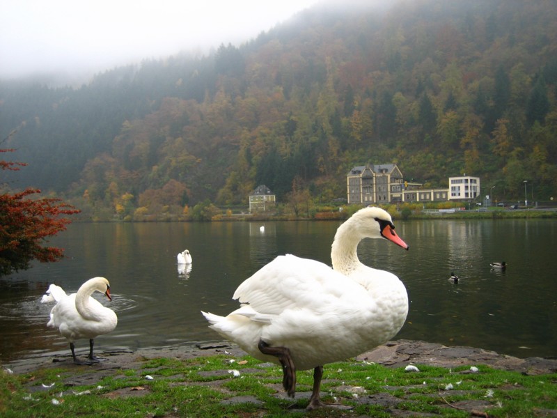 Foto de Traben-Trarbach, Alemania