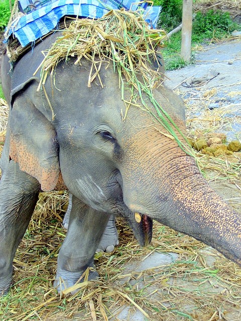 Foto de Chiang Mai, Tailandia