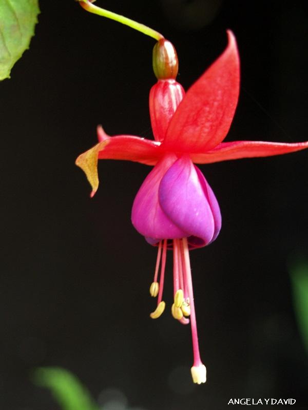 Foto de Chiang Mai, Tailandia