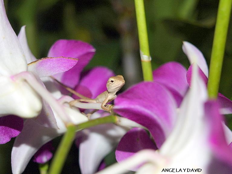Foto de Chiang Mai, Tailandia