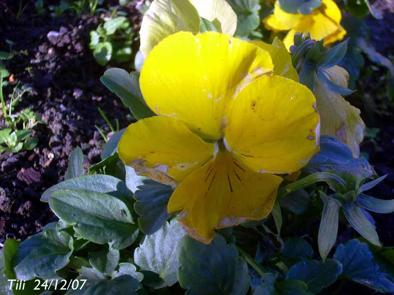 Foto de Oviedo (Asturias), España