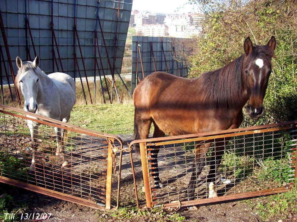 Foto de Oviedo (Asturias), España