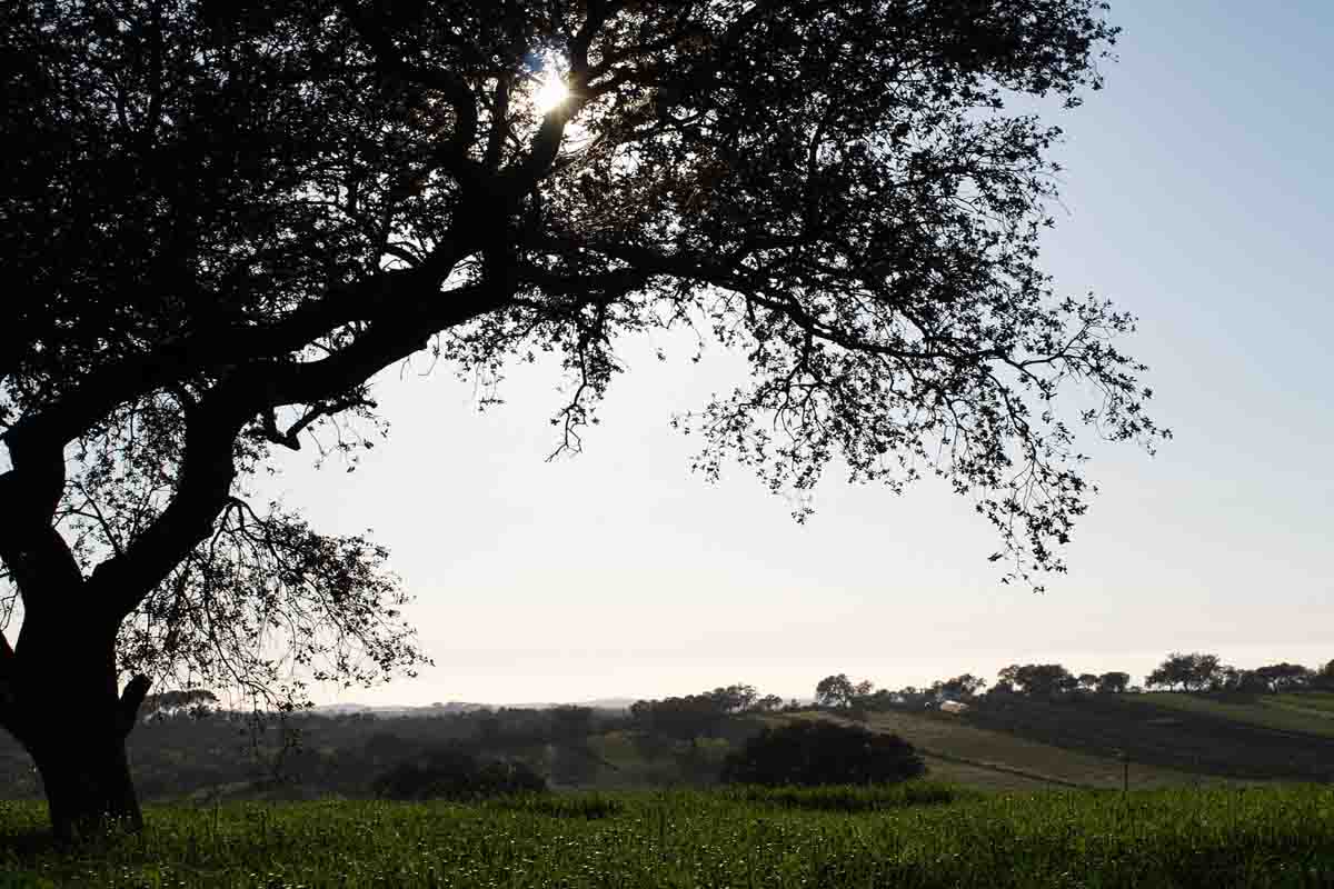 Foto de Zahínos (Badajoz), España