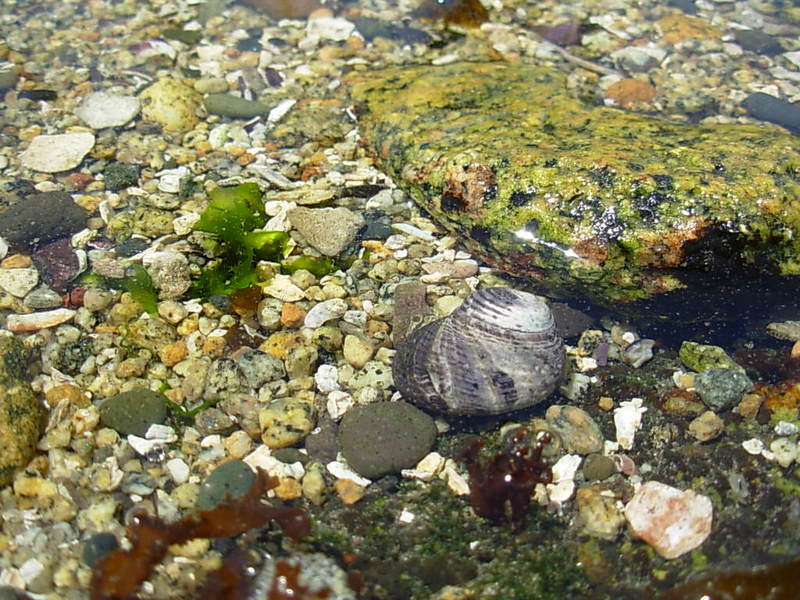 Foto de Maitencillo, Chile