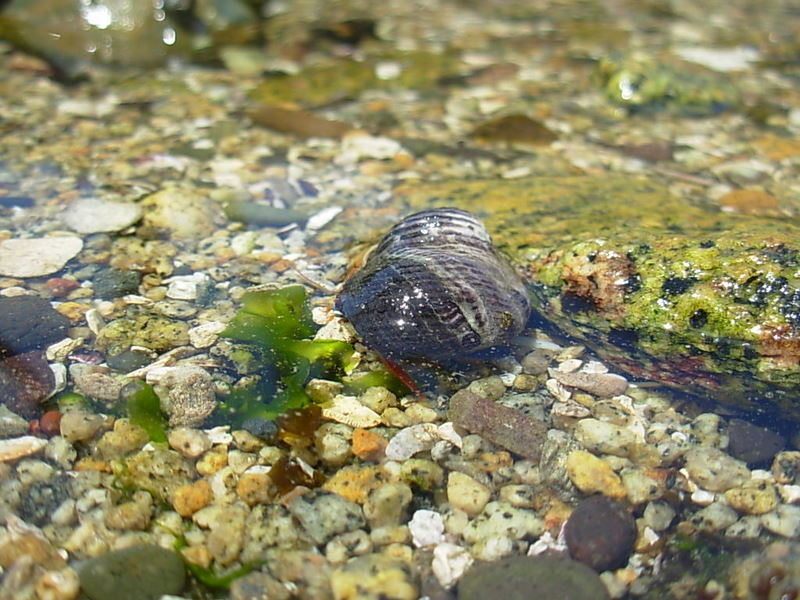 Foto de Maitencillo, Chile