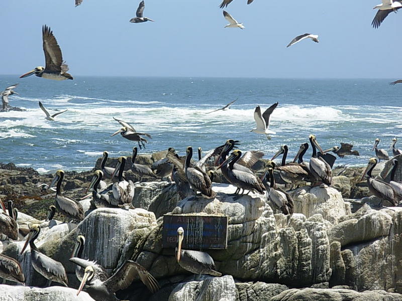 Foto de Maitencillo, Chile