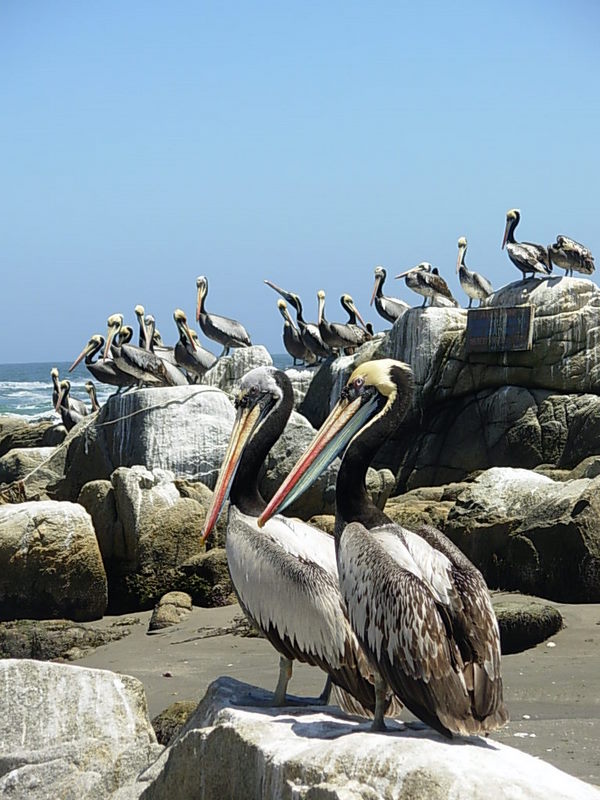 Foto de Maitencillo, Chile