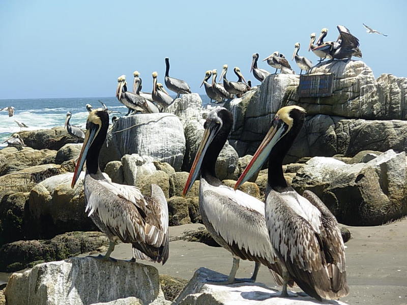 Foto de Maitencillo, Chile