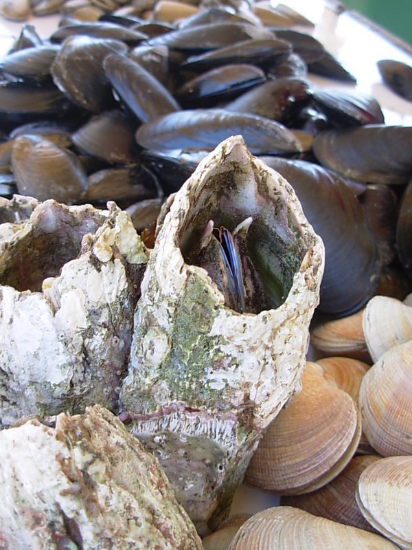 Foto de Maitencillo, Chile