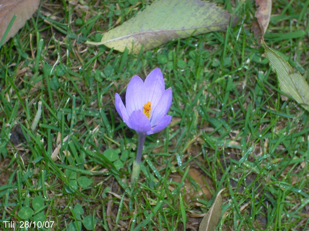 Foto de Oviedo (Asturias), España