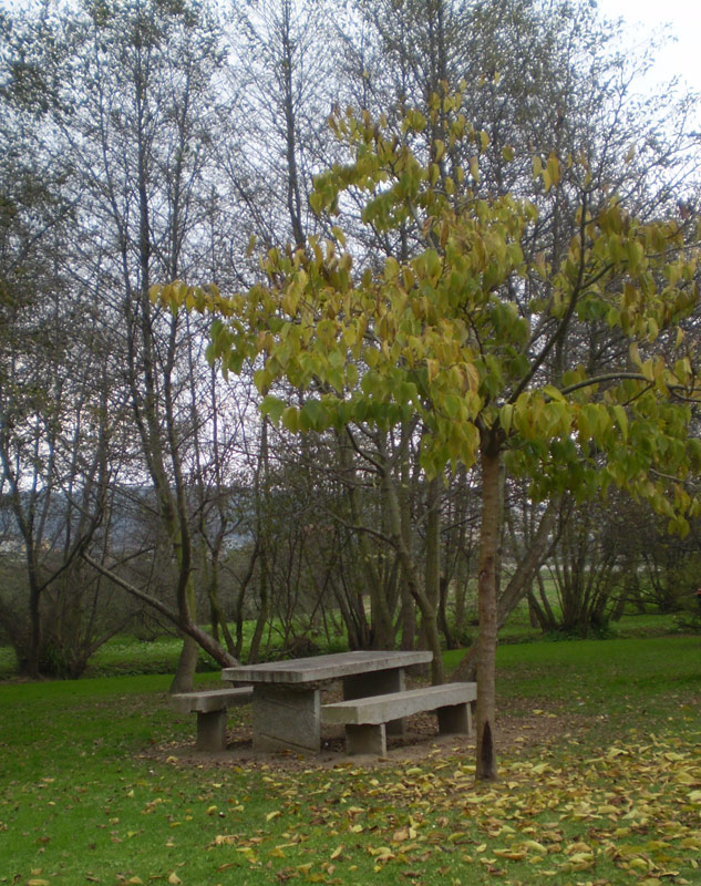 Foto de Arteixo (A Coruña), España