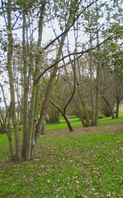 Foto de Arteixo (A Coruña), España