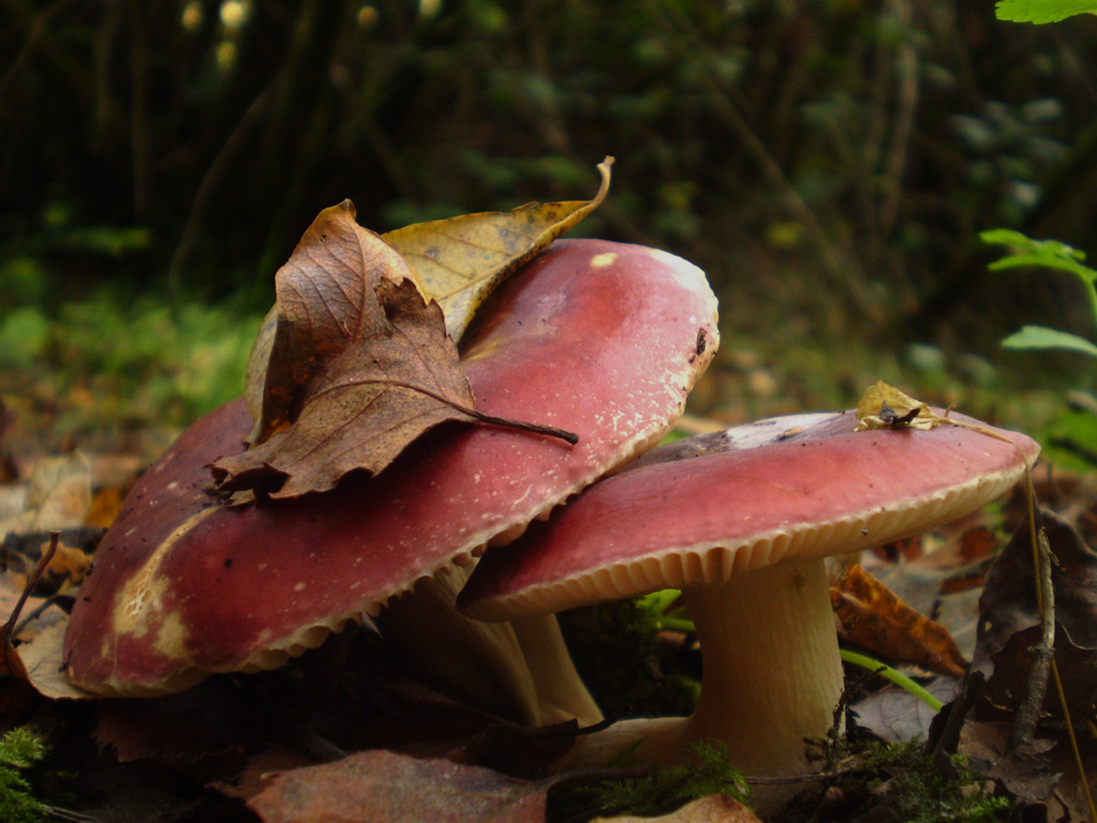 Foto de Cerceda (A Coruña), España