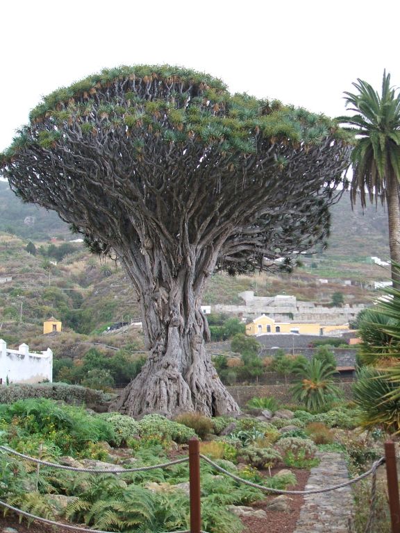 Foto de Icod de los Vinos (Santa Cruz de Tenerife), España
