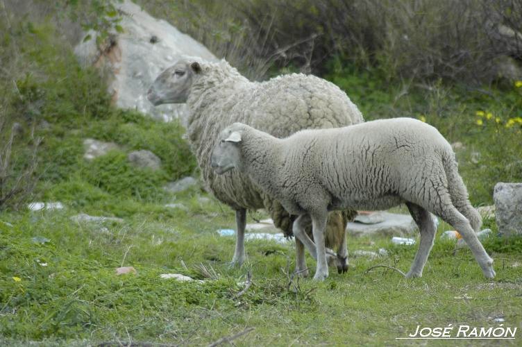Foto de Vejer de la Frontera (Cádiz), España