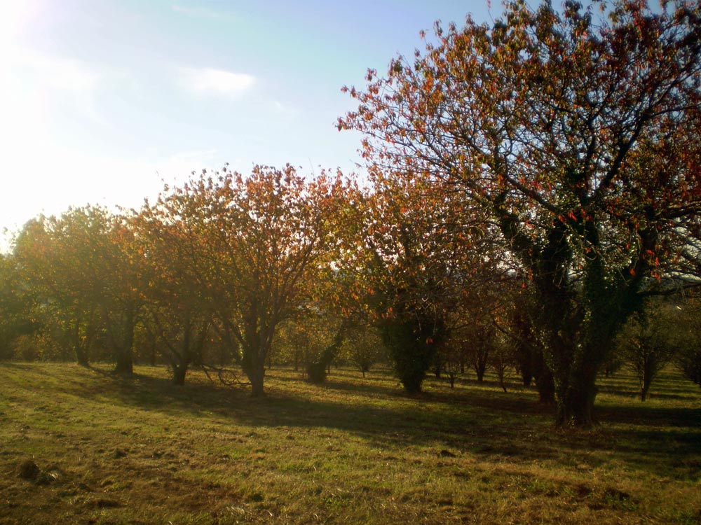 Foto de Bergondo (A Coruña), España