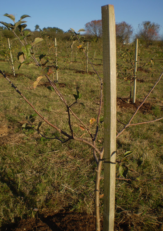 Foto de Bergondo (A Coruña), España