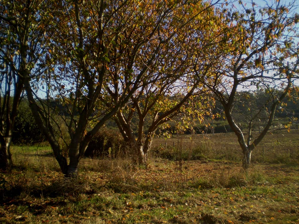 Foto de Bergondo (A Coruña), España