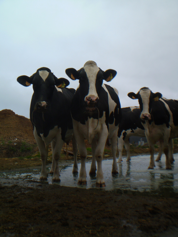 Foto de Bergondo (A Coruña), España