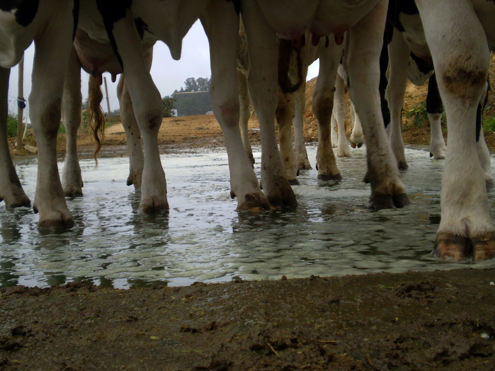 Foto de Bergondo (A Coruña), España