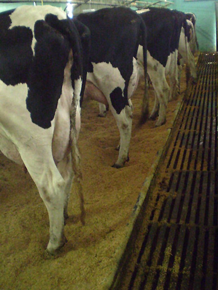 Foto de Bergondo (A Coruña), España