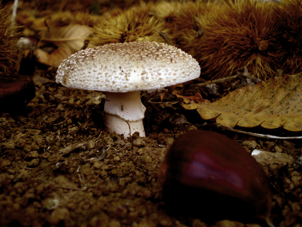 Foto de Bergondo (A Coruña), España