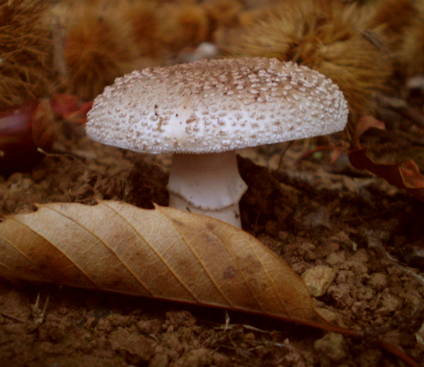 Foto de Bergondo (A Coruña), España