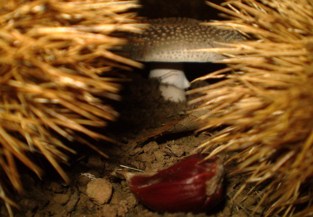 Foto de Bergondo (A Coruña), España