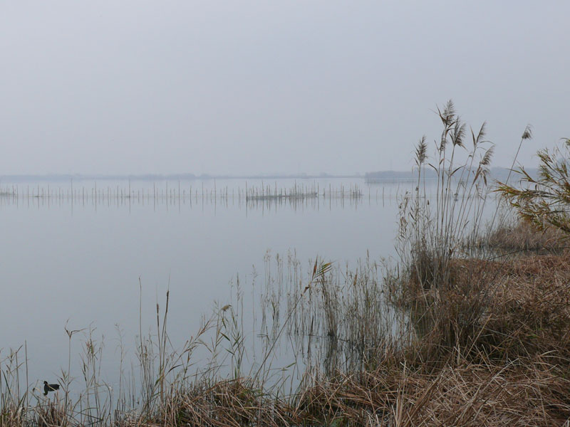 Foto de Valencia - Albufera (València), España
