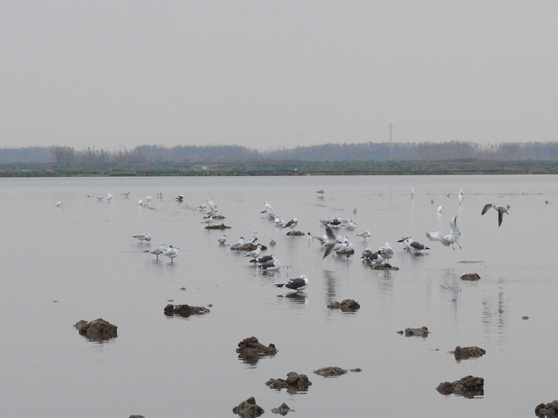 Foto de Massanassa (València), España