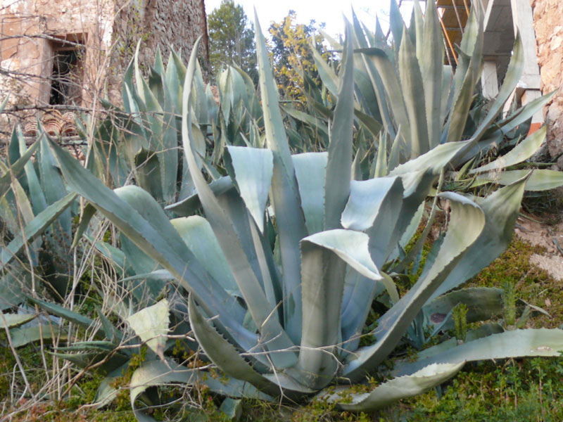 Foto de El Tormo (Castellón) (Castelló), España