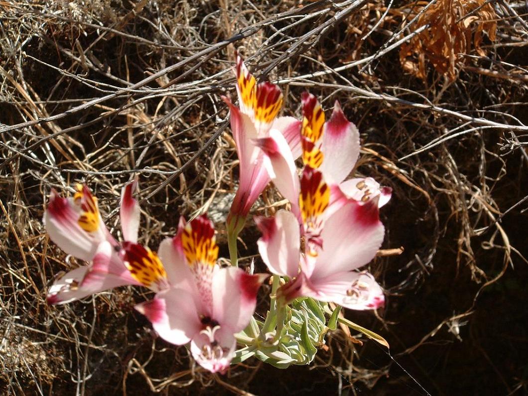 Foto de Curacaví, Chile