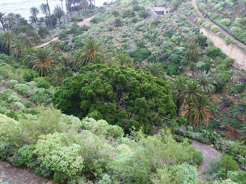 Foto de Los Realejos (Santa Cruz de Tenerife), España