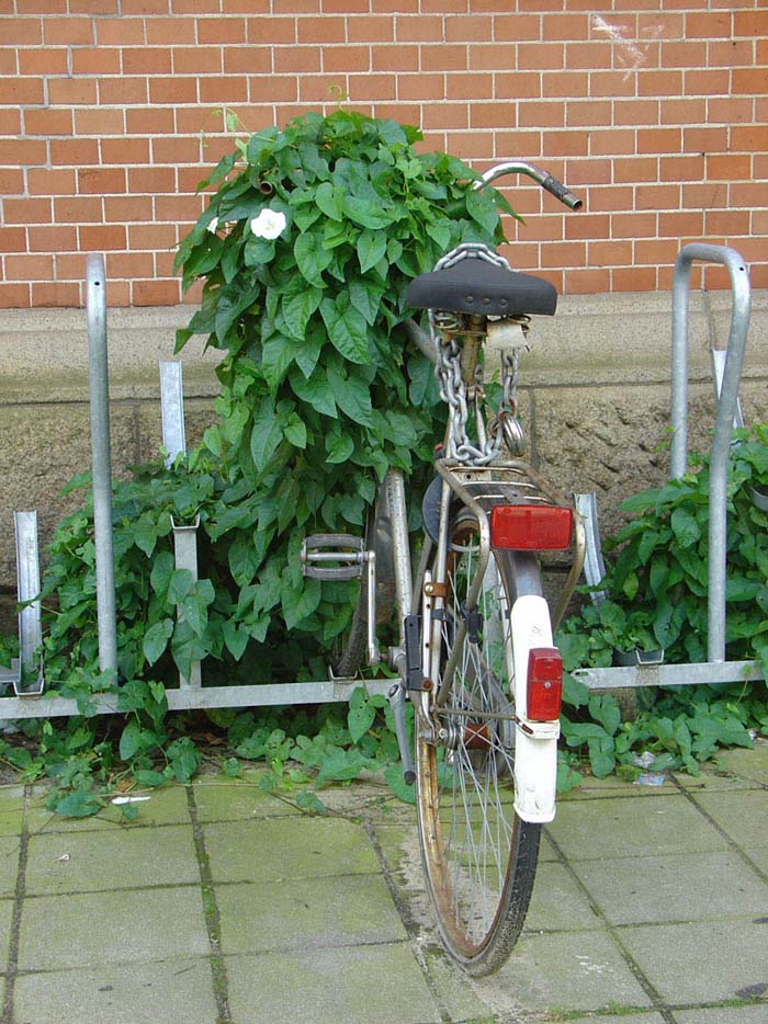 Foto de Amsterdam, Países Bajos
