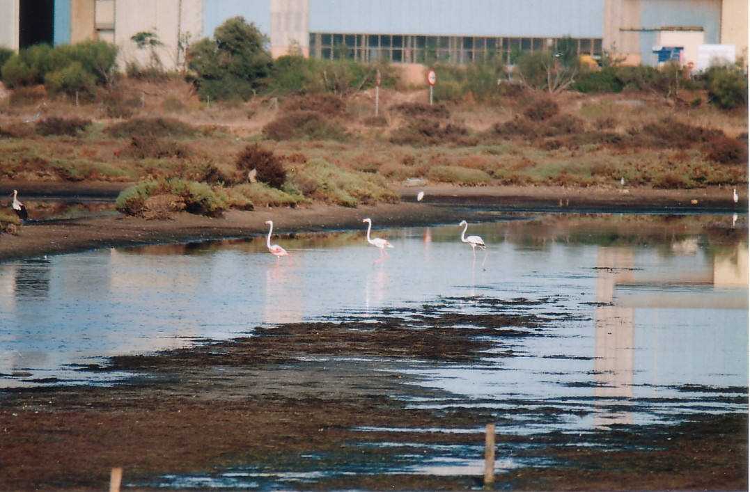 Foto de Puerto Real (Cádiz), España