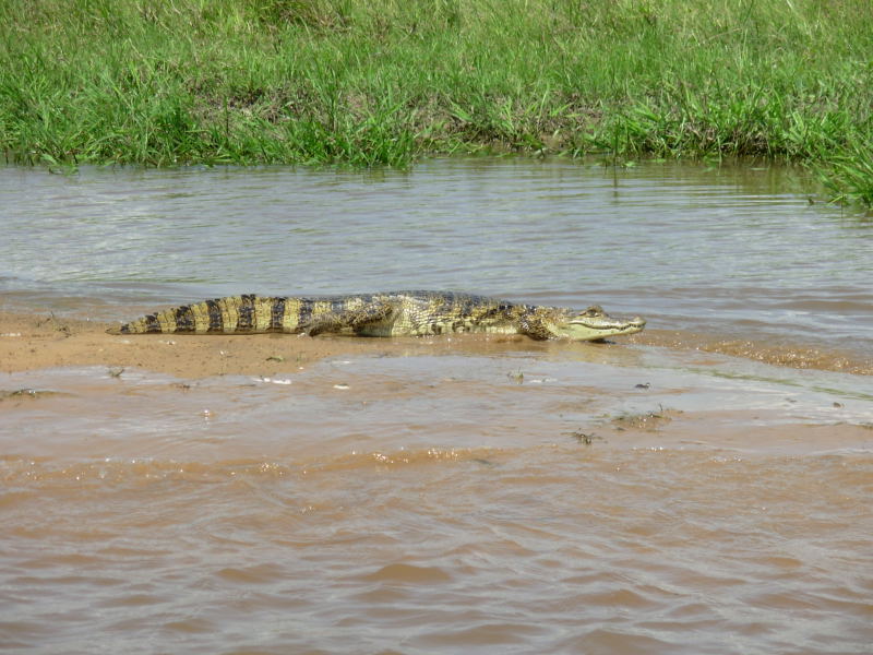 Foto de Apure, Venezuela