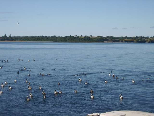 Foto de Chiloe, Chile