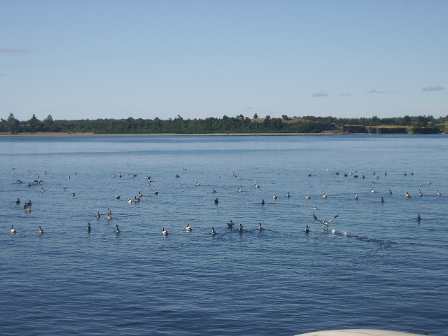 Foto de Chiloe, Chile