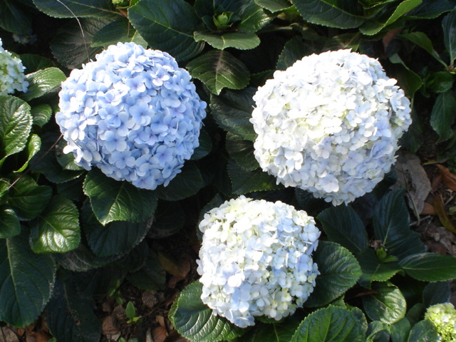 Foto de Santa Lucía, Honduras