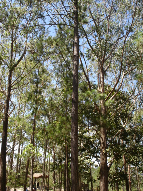 Foto de Tegucigalpa, Honduras