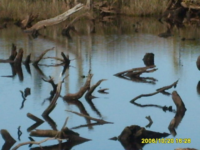 Foto de Carelmapu, Chile