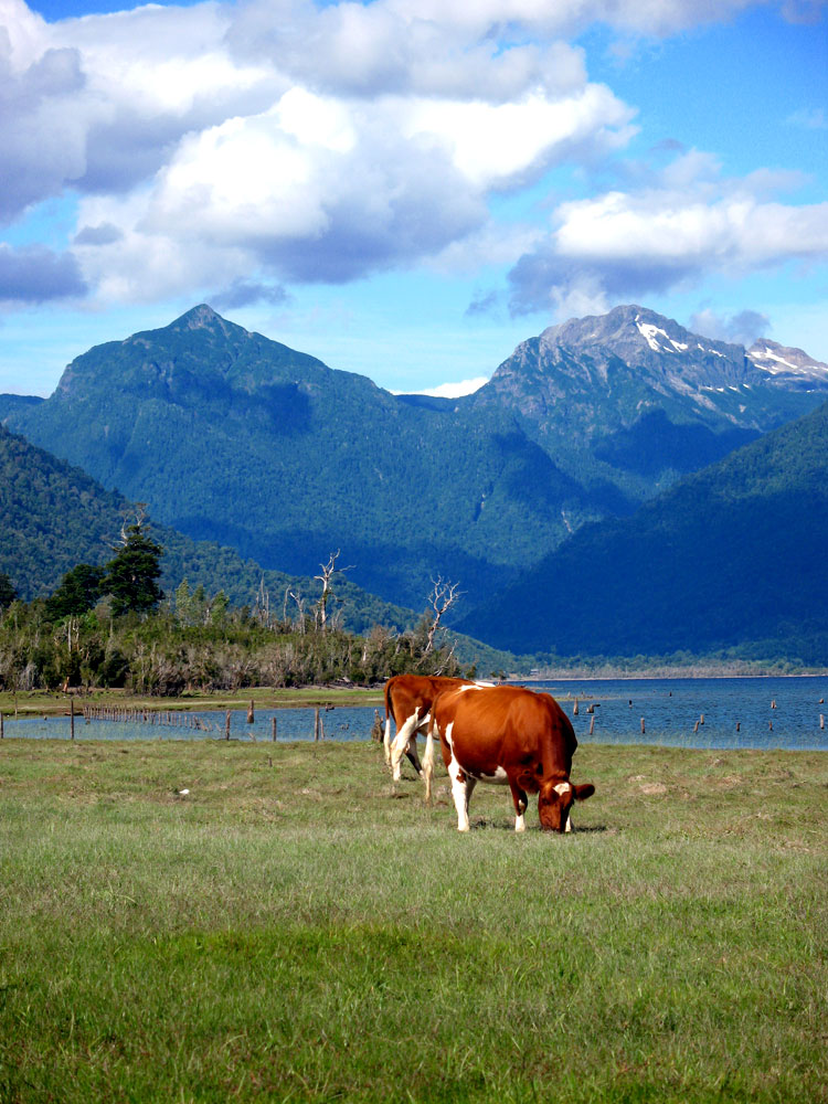 Foto de Lago Chapo (X Region), Chile