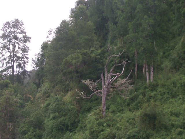 Foto de Los Lagos, Chile